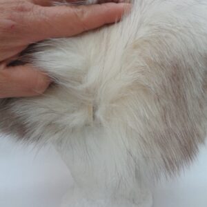 SCRAP ITEM: NORWEGIAN BLUE FOX FUR & SUEDE HAT CAP
