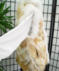 BRAND NEW COYOTE FUR VEST JACKET COAT W/ WHITE FOX WOMEN WOMAN SIZE ALL